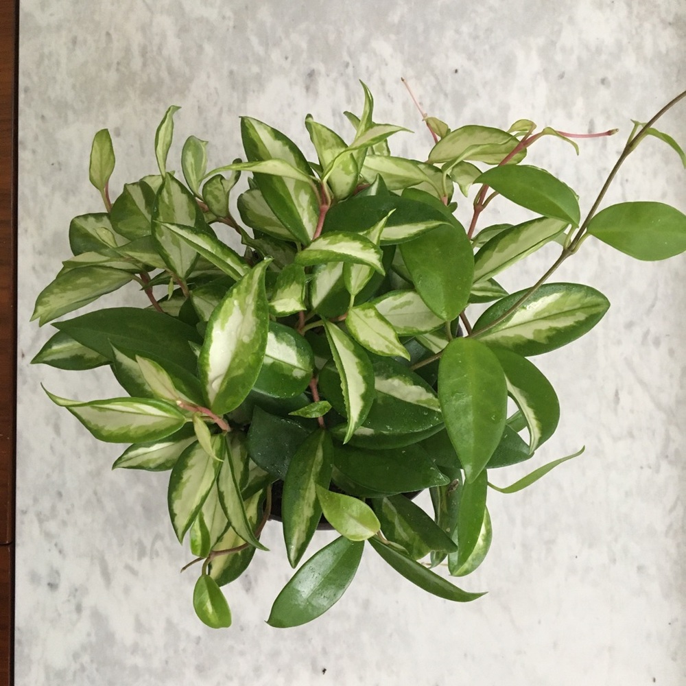 Hoya Carnosa / Krimson Princess